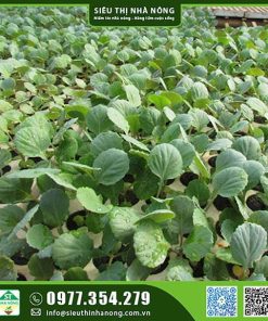 Cây giống bắp sú