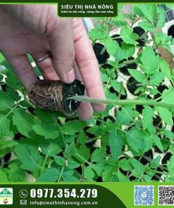 Cây giống cà chua