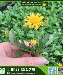 Cây giống cúc thân gỗ