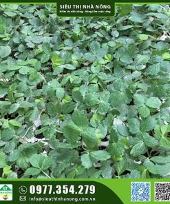 Cây giống dâu tây