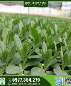 Cây giống hoa cát tường