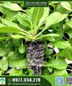 Cây giống hoa dạ yến thảo