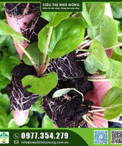 Cây giống hoa đồng tiên