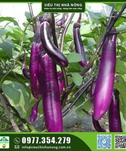 Hạt giống cà tím quả dài