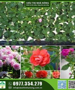 Cây giống hoa ngọc thảo kép