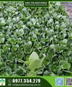 Cây giống hoa sống đời