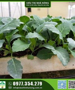 Cây giống su hào