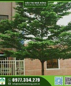 Cây bàng Đài Loan