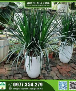 Cây phát tài núi