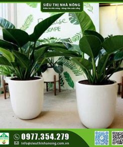 Cây đại đế vương xanh