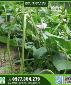 Hạt giống đậu đũa bụi