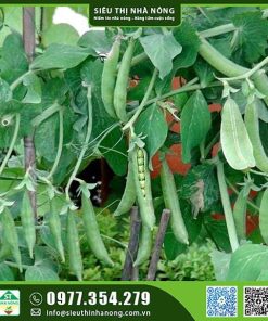 Hạt giống đậu Hà Lan bụi lùn