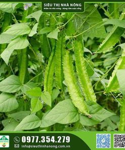 Hạt giống đậu rồng