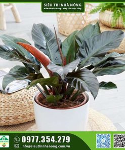 Cây đế vương đỏ