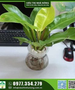 Cây đế vương vàng