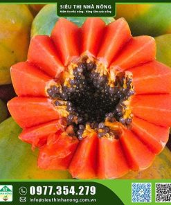 Hạt giống đu đủ ruột đỏ