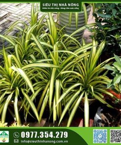 Cây dứa vạn phát