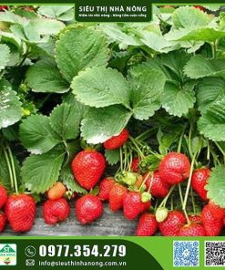 Hạt giống dâu tây đỏ
