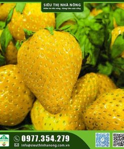Hạt giống dâu tây vàng