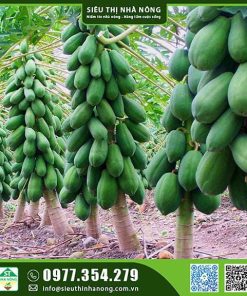 Hạt giống đu đủ siêu lùn Thái Lan