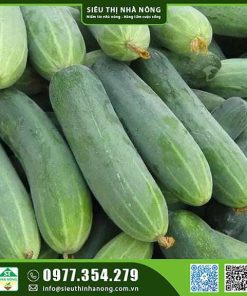 Hạt giống dưa leo