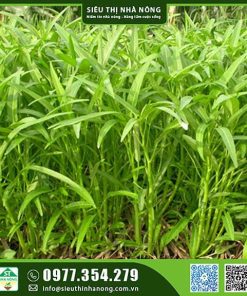 Hạt giống rau muống