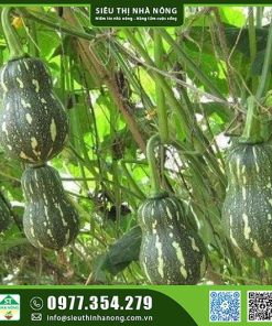 Hạt giống bí đỏ hồ lô