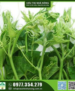 Hạt giống bí siêu ngọn
