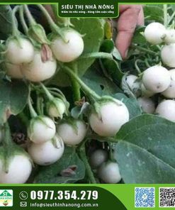Hạt giống cà pháo trắng