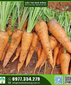 Hạt giống cà rốt thường