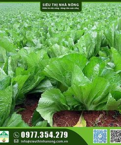 Hạt giống cải bẹ dưa