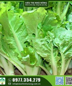 Hạt giống cải bẹ dún