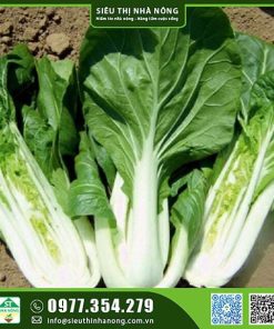 Hạt giống cải bẹ trắng