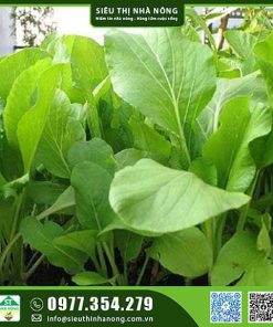 Hạt giống cải ngọt