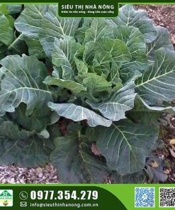 Hạt giống cải rổ