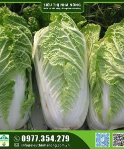 Hạt giống cải thảo