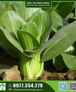 Hạt giống cải thìa