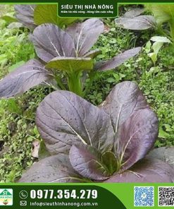 Hạt giống cải thảo đỏ