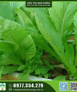 Hạt giống cải xanh