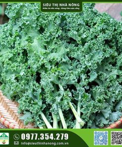 Hạt giống cải xoăn Kale
