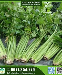 Hạt giống cần tây