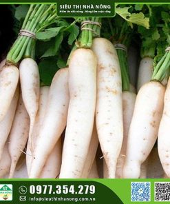 Hạt giống củ cải trắng