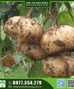 Hạt giống củ đâu