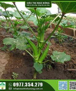 Hạt giống đậu bắp xanh siêu lùn