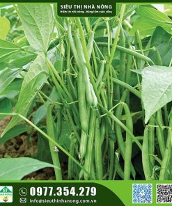 Hạt giống đậu cove bụi lùn