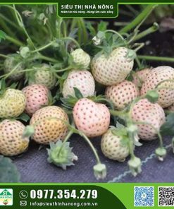 Hạt giống dâu tây trắng