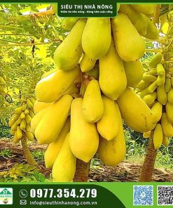 Hạt giống đu đủ da vàng