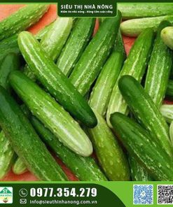 Hạt giống dưa chuột bụi