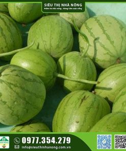 Hạt giống dưa hấu nụ