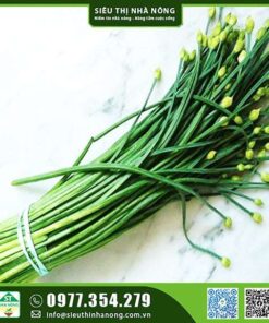 Hạt giống hẹ bông